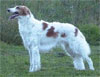 Click here for more detailed Borzoi breed information and available puppies, studs dogs, clubs and forums